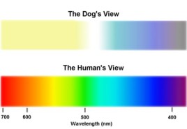 ამ ფერებში ხედავენ ძაღლები სამყაროს
