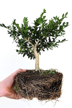bonsai-cutting-3years