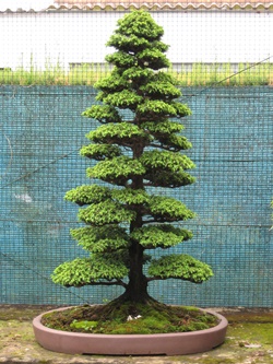 bonsai-from-seed-070