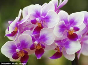 ორქოდეა/orchid